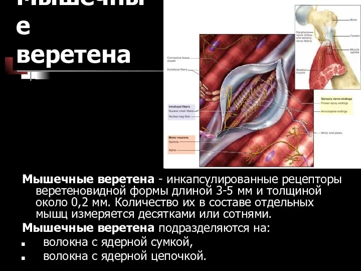 Мышечные веретена Мышечные веретена - инкапсулированные рецепторы веретеновидной формы длиной 3-5