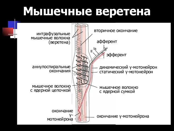 Мышечные веретена