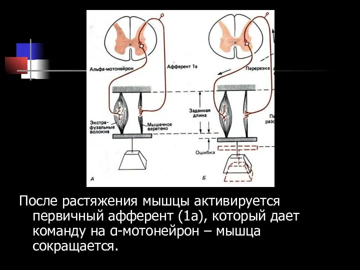 После растяжения мышцы активируется первичный афферент (1а), который дает команду на α-мотонейрон – мышца сокращается.