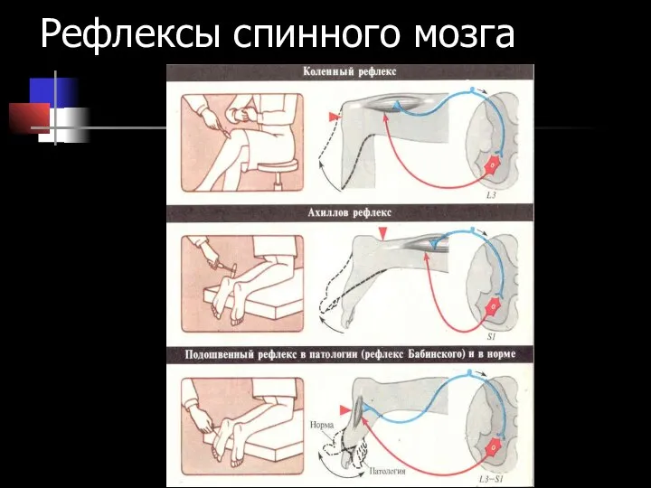 Рефлексы спинного мозга