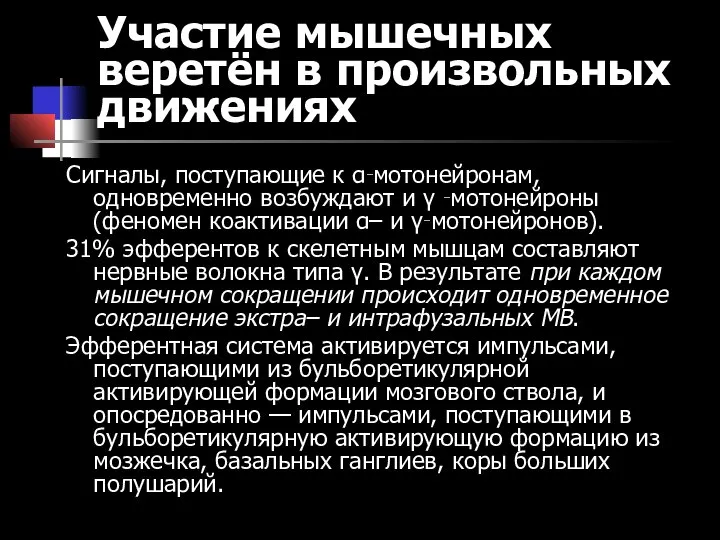 Участие мышечных веретён в произвольных движениях Сигналы, поступающие к α‑мотонейронам, одновременно