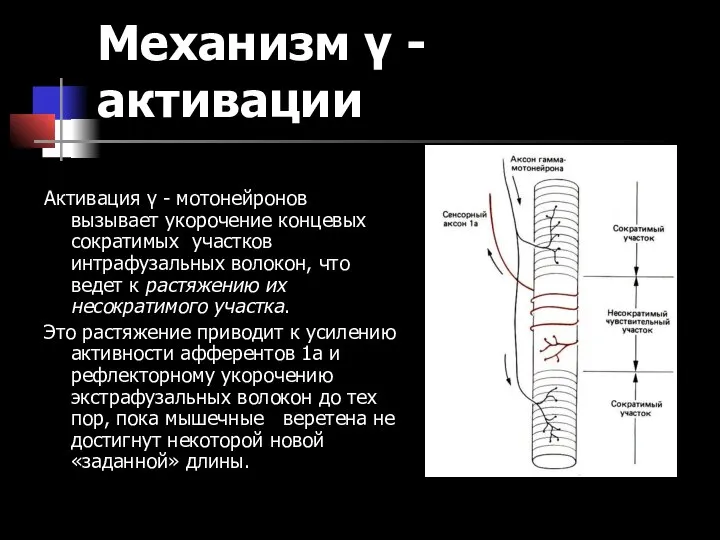 Механизм γ - активации Активация γ - мотонейронов вызывает укорочение концевых