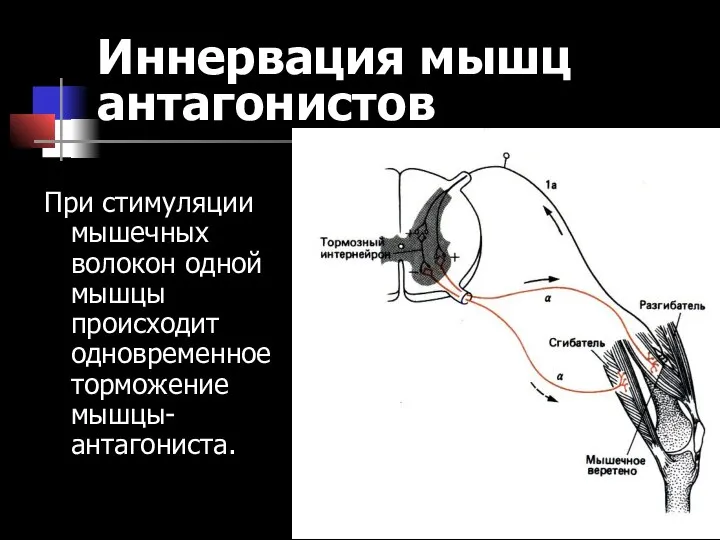 Иннервация мышц антагонистов При стимуляции мышечных волокон одной мышцы происходит одновременное торможение мышцы-антагониста.