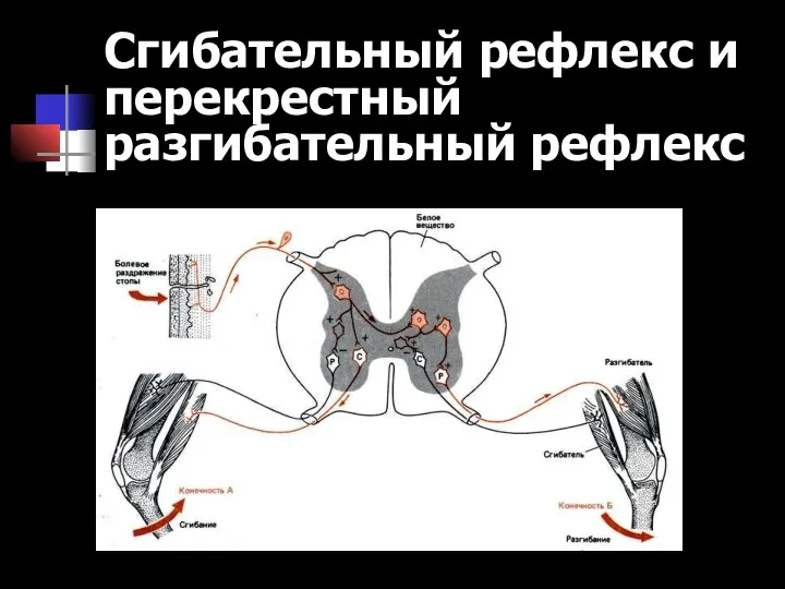 Сгибательный рефлекс и перекрестный разгибательный рефлекс