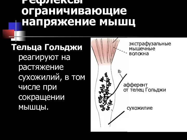 Тельца Гольджи реагируют на растяжение сухожилий, в том числе при сокращении мышцы. Рефлексы ограничивающие напряжение мышц