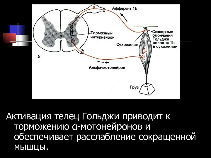 Активация телец Гольджи приводит к торможению α-мотонейронов и обеспечивает расслабление сокращенной мышцы.