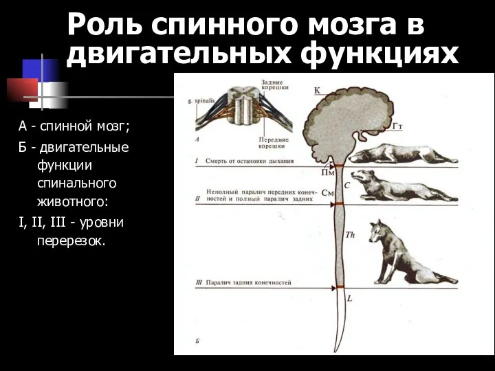 Роль спинного мозга в двигательных функциях А - спинной мозг; Б