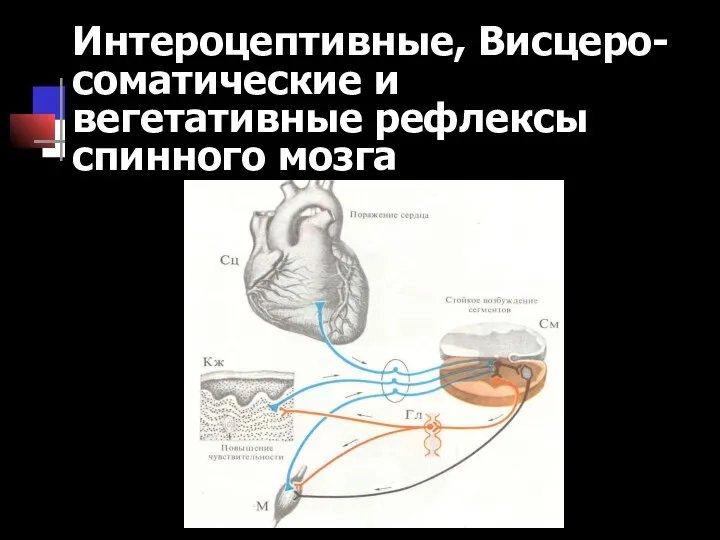 Интероцептивные, Висцеро-соматические и вегетативные рефлексы спинного мозга