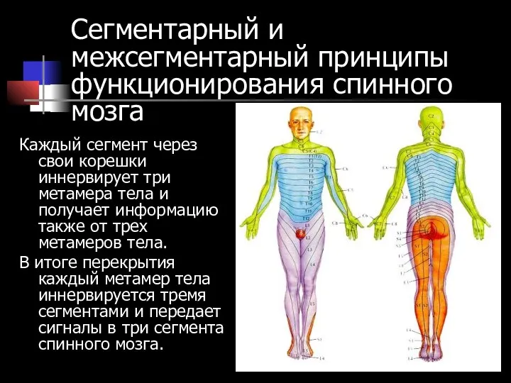 Сегментарный и межсегментарный принципы функционирования спинного мозга Каждый сегмент через свои