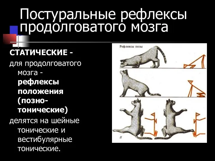 Постуральные рефлексы продолговатого мозга СТАТИЧЕСКИЕ - для продолговатого мозга - рефлексы