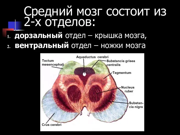 Средний мозг состоит из 2-х отделов: дорзальный отдел – крышка мозга, вентральный отдел – ножки мозга