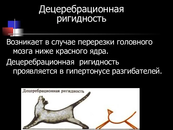 Децеребрационная ригидность Возникает в случае перерезки головного мозга ниже красного ядра.