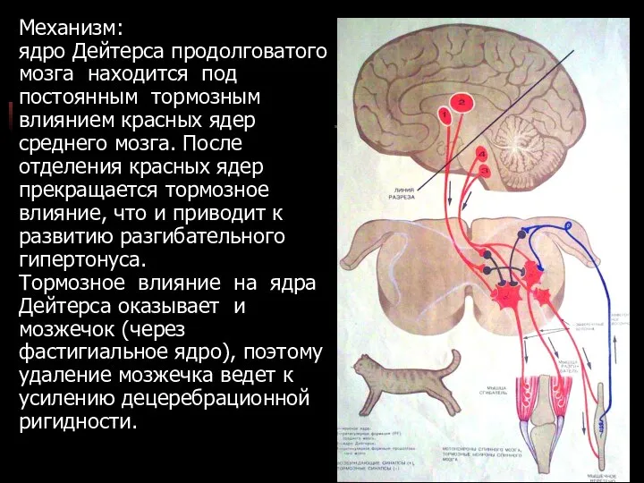 Механизм: ядро Дейтерса продолговатого мозга находится под постоянным тормозным влиянием красных
