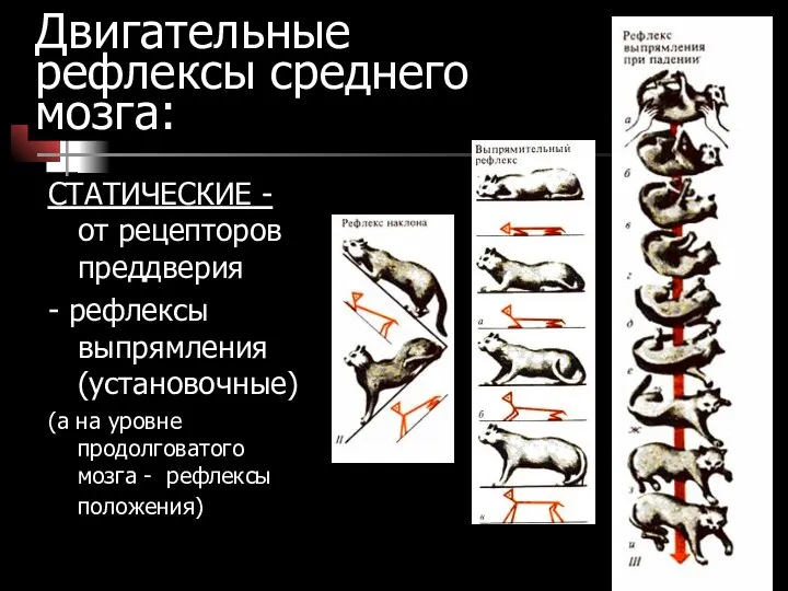 Двигательные рефлексы среднего мозга: СТАТИЧЕСКИЕ - от рецепторов преддверия - рефлексы