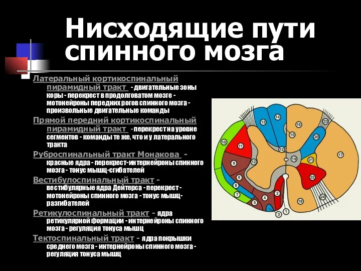 Латеральный кортикоспинальный пирамидный тракт - двигательные зоны коры - перекрест в