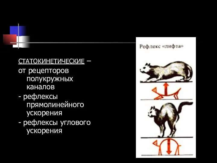 СТАТОКИНЕТИЧЕСКИЕ – от рецепторов полукружных каналов - рефлексы прямолинейного ускорения - рефлексы углового ускорения