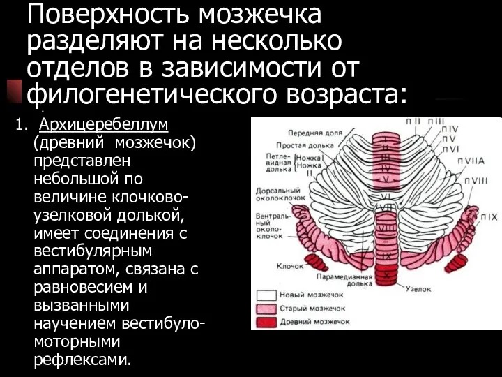 Поверхность мозжечка разделяют на несколько отделов в зависимости от филогенетического возраста: