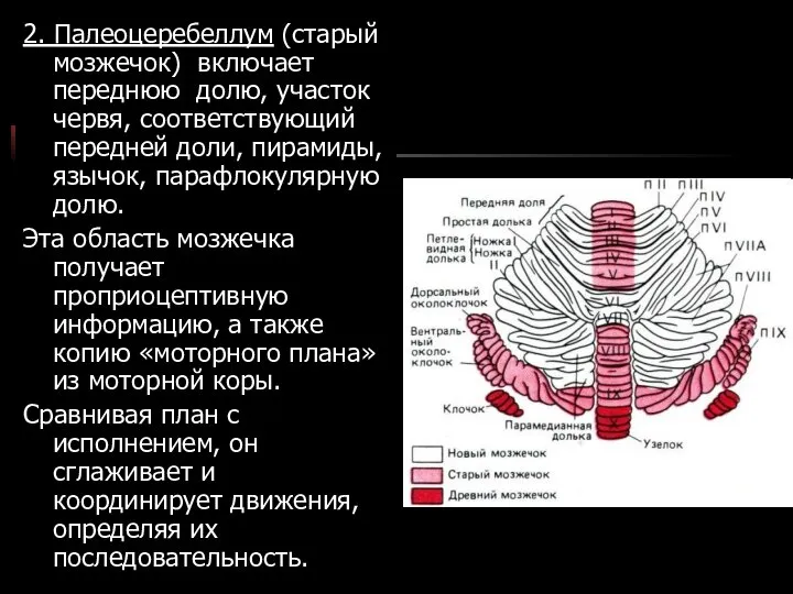 2. Палеоцеребеллум (старый мозжечок) включает переднюю долю, участок червя, соответствующий передней