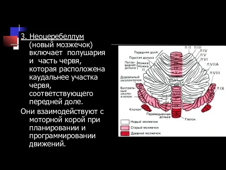 3. Неоцеребеллум (новый мозжечок) включает полушария и часть червя, которая расположена