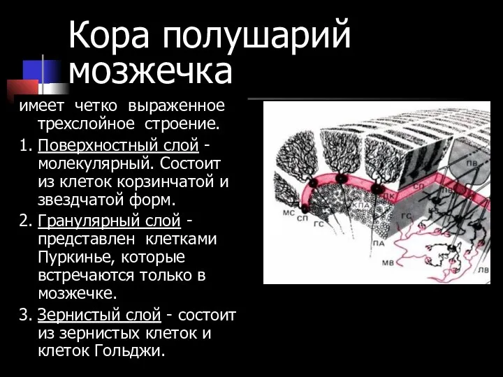 Кора полушарий мозжечка имеет четко выраженное трехслойное строение. 1. Поверхностный слой