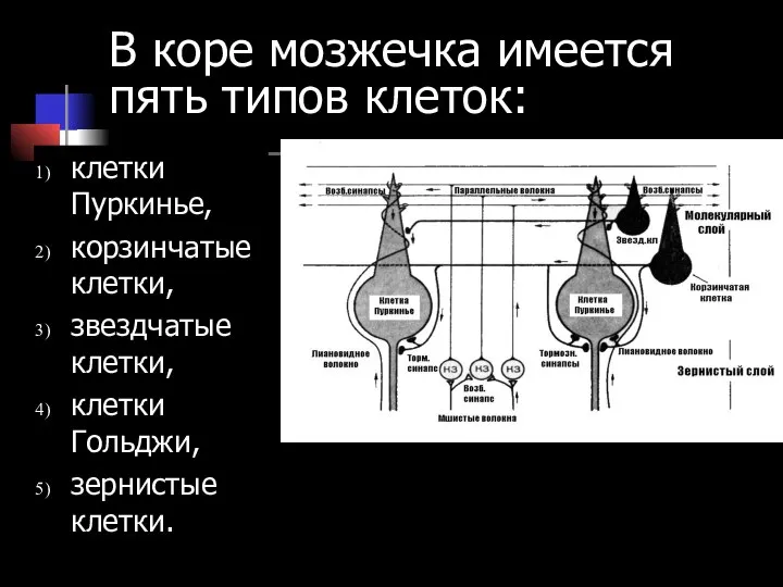 В коре мозжечка имеется пять типов клеток: клетки Пуркинье, корзинчатые клетки,