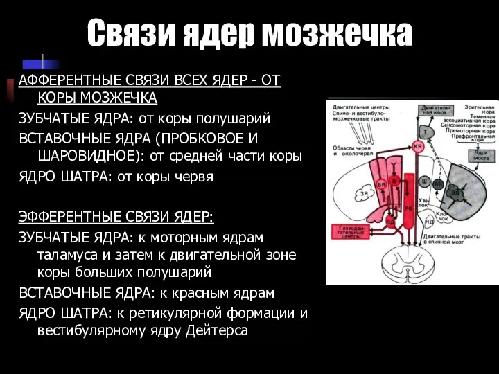 Связи ядер мозжечка АФФЕРЕНТНЫЕ СВЯЗИ ВСЕХ ЯДЕР - ОТ КОРЫ МОЗЖЕЧКА