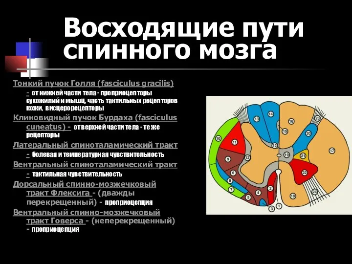 Восходящие пути спинного мозга Тонкий пучок Голля (fasciculus gracilis) - от