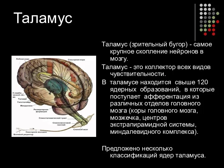 Таламус Таламус (зрительный бугор) - самое крупное скопление нейронов в мозгу.