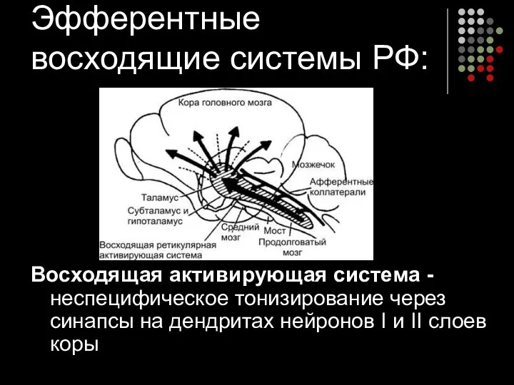 Эфферентные восходящие системы РФ: Восходящая активирующая система - неспецифическое тонизирование через