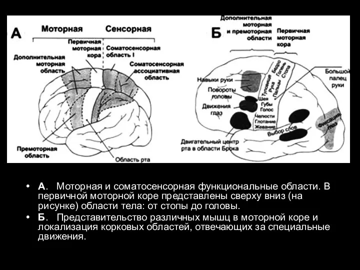 А. Моторная и соматосенсорная функциональные области. В первичной моторной коре представлены