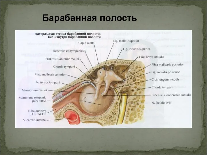 Барабанная полость