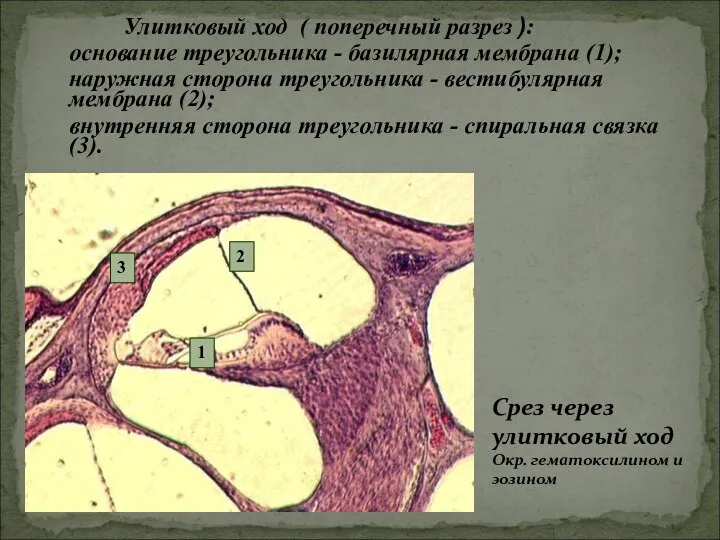 Улитковый ход ( поперечный разрез ): основание треугольника - базилярная мембрана