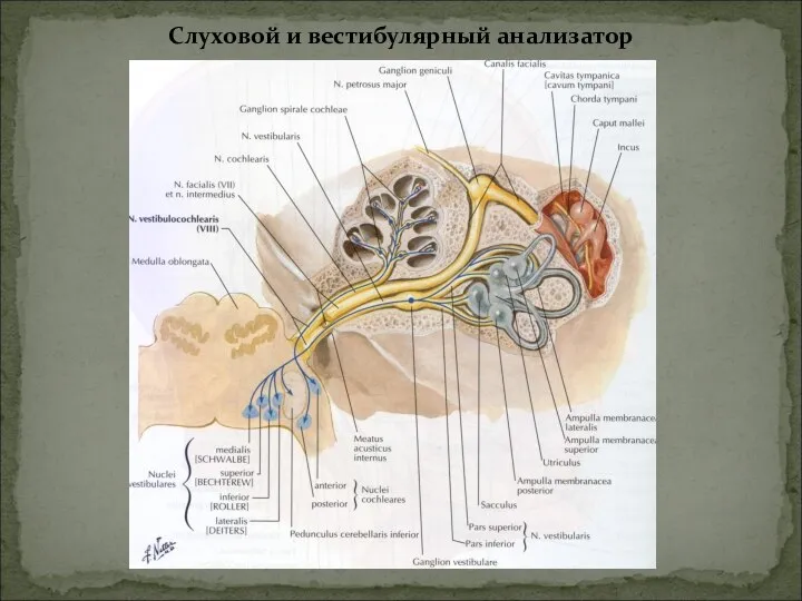 Слуховой и вестибулярный анализатор