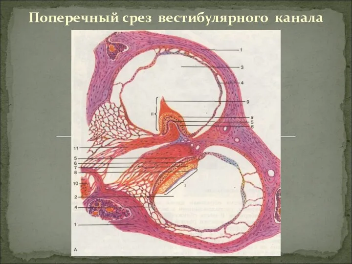 Поперечный срез вестибулярного канала