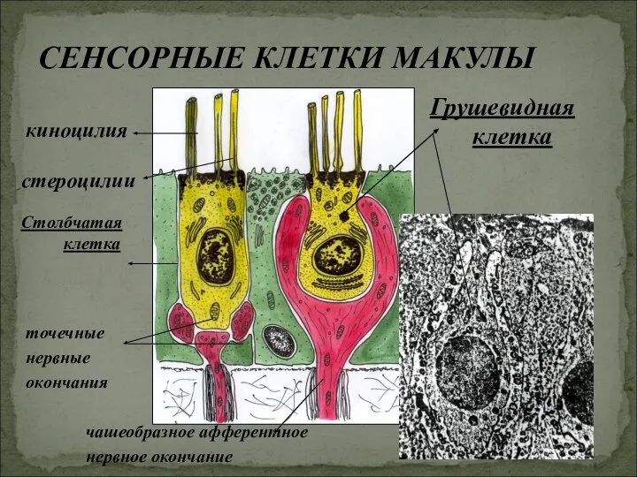 киноцилия СЕНСОРНЫЕ КЛЕТКИ МАКУЛЫ стероцилии Грушевидная клетка Столбчатая клетка чашеобразное афферентное нервное окончание точечные нервные окончания