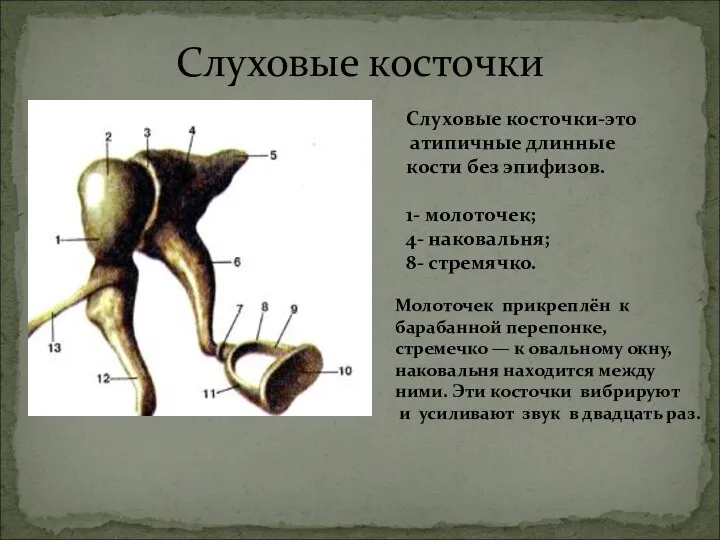 Слуховые косточки Молоточек прикреплён к барабанной перепонке, стремечко — к овальному