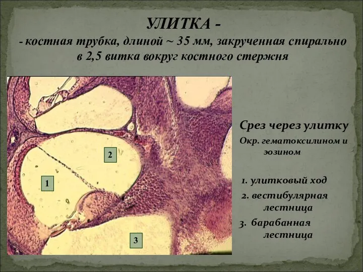 Срез через улитку Окр. гематоксилином и эозином 1. улитковый ход 2.