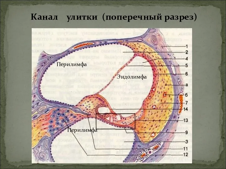 Канал улитки (поперечный разрез) Перилимфа Перилимфа Эндолимфа