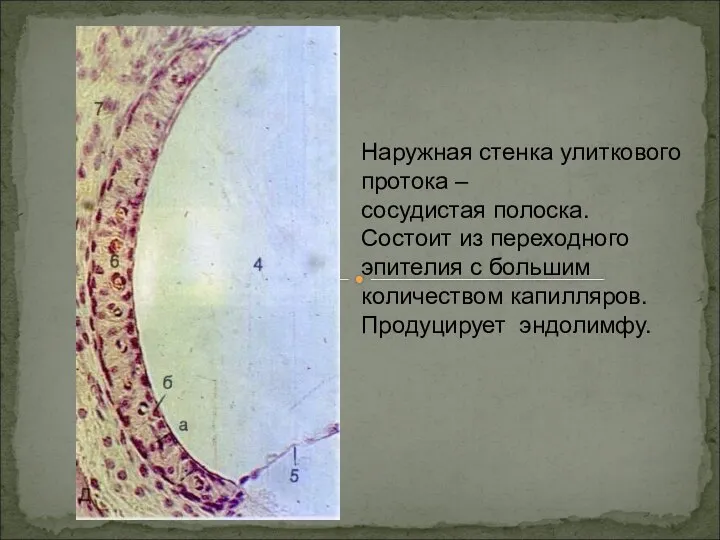 Наружная стенка улиткового протока – сосудистая полоска. Состоит из переходного эпителия