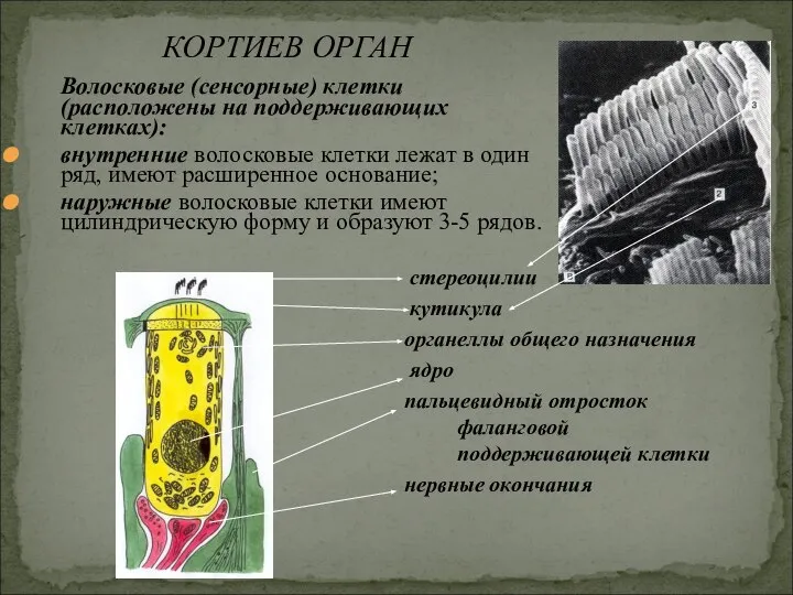 Волосковые (сенсорные) клетки (расположены на поддерживающих клетках): внутренние волосковые клетки лежат