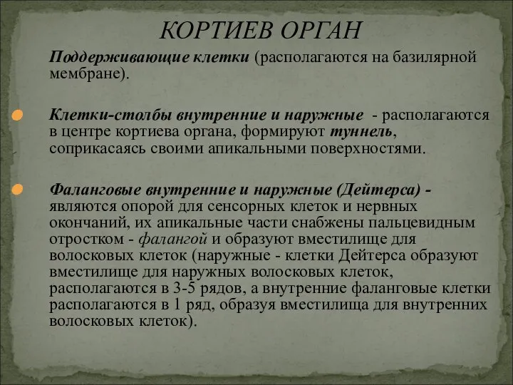 Поддерживающие клетки (располагаются на базилярной мембране). Клетки-столбы внутренние и наружные -