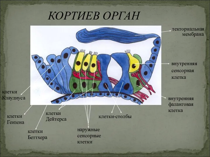 внутренняя сенсорная клетка КОРТИЕВ ОРГАН внутренняя фаланговая клетка клетки-столбы наружные сенсорные