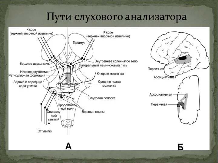 Пути слухового анализатора