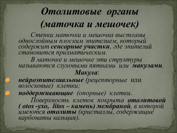 Стенки маточки и мешочка выстланы однослойным плоским эпителием, который содержит сенсорные