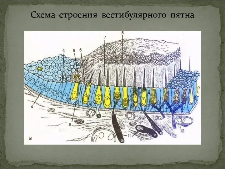 Схема строения вестибулярного пятна