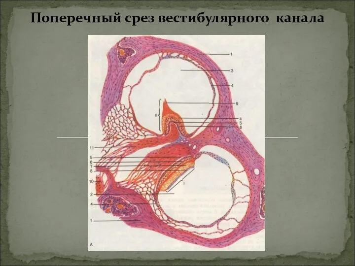 Поперечный срез вестибулярного канала