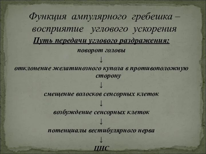 Путь передачи углового раздражения: поворот головы ↓ отклонение желатинозного купола в