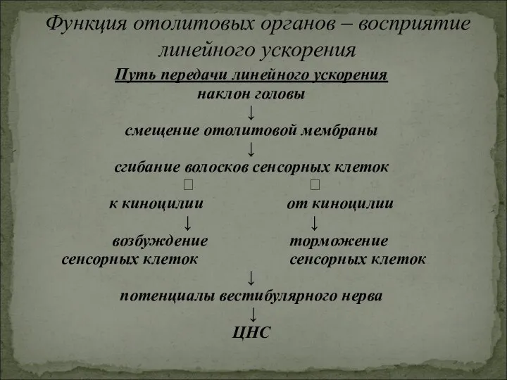 Путь передачи линейного ускорения наклон головы ↓ смещение отолитовой мембраны ↓