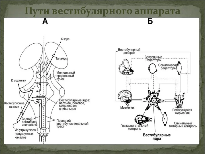 Пути вестибулярного аппарата