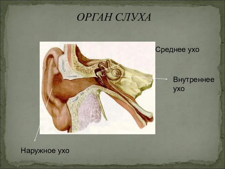 ОРГАН СЛУХА Наружное ухо Среднее ухо Внутреннее ухо